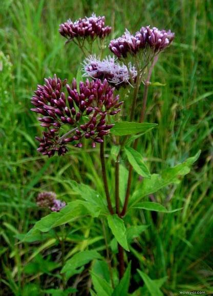 Sadec konopáč (Eupatorium cannabinum)