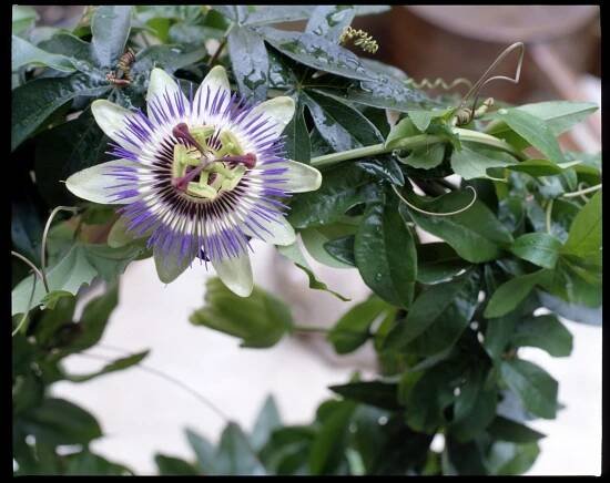 Mučenka/Passiflora caerulea - detail
