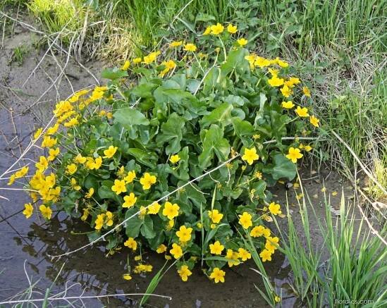 Blatouch bahenní (Caltha palustris)