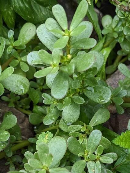 purslane plants growing in a garden