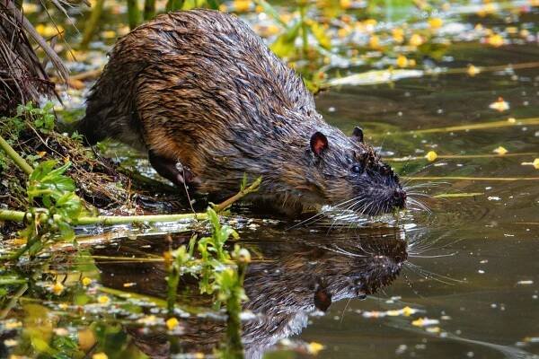 Rakali takes the win in our underrated animals countdown — as it happened - ABC News