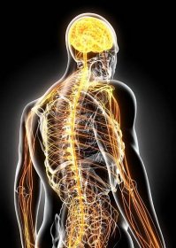 3d ilustrace mužského nervového systému. - lidský nervový systém - stock snímky, obrázky a fotky