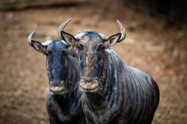 Chov v roce 2023: Zoo Bojnice