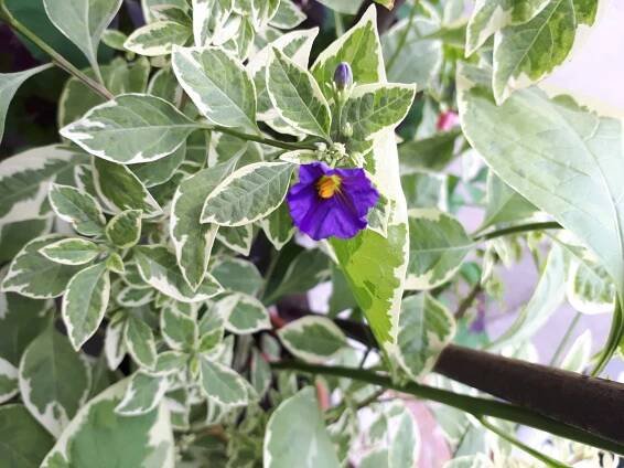 Pokojovky: Hořcový stromek panašovaný - Lycianthes rantonnetii, syn. Solanum rantonnetii.