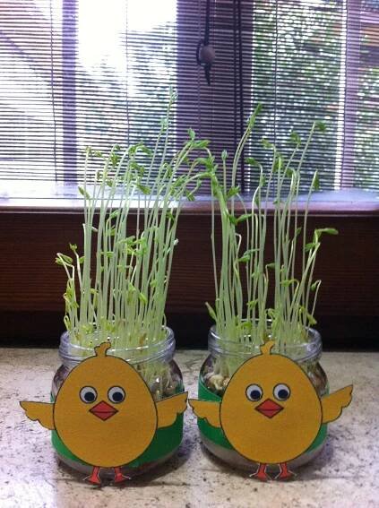 two glass jars with grass growing in them