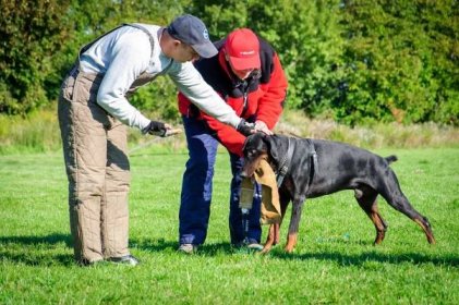 09 – dogtrainer – Výchova a výcvik psov