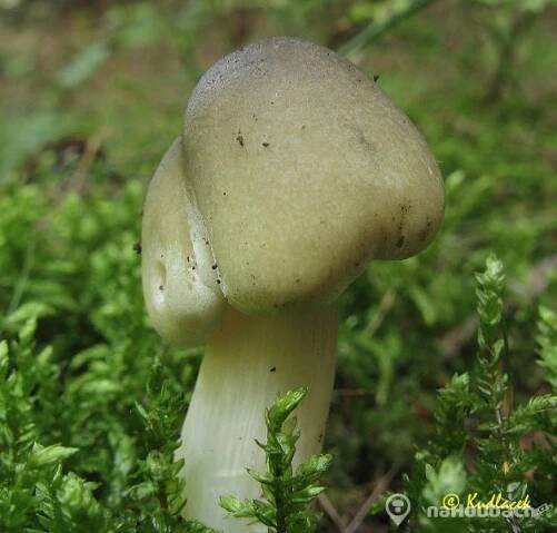 Čirůvka mýdlová (Tricholoma Saponaceum)