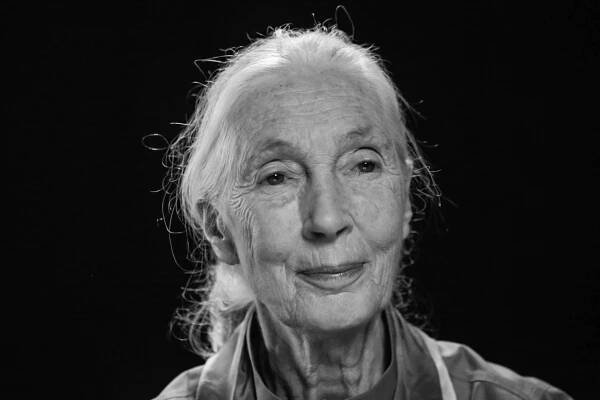 Jane Goodallová zemřela 1. října ve věku 91 let. Foto: ČTK / AP / Kathy Willens