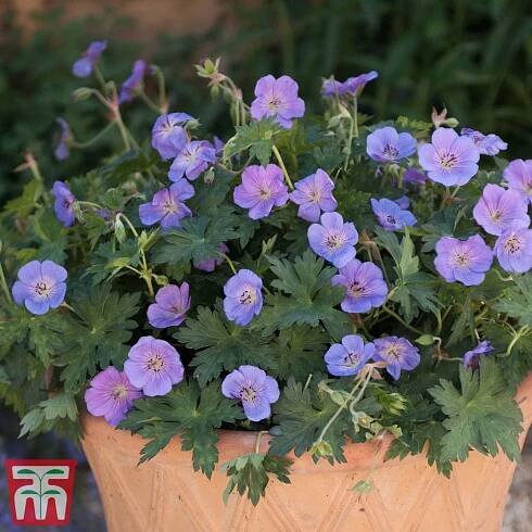Geranium 'Rozanne' plug plants | Thompson & Morgan