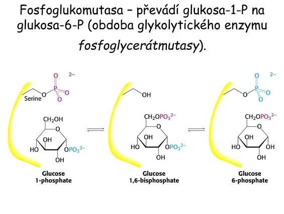 PPT - METABOLISMUS GLYKOGENU PowerPoint Presentation, free download - ID:4116692