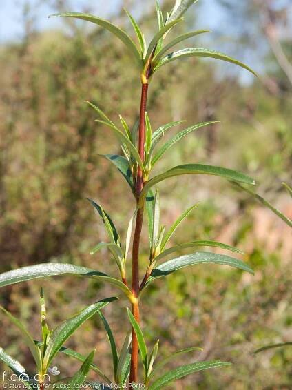 Cistus ladanifer - Folha | Miguel Porto; CC BY-NC 4.0