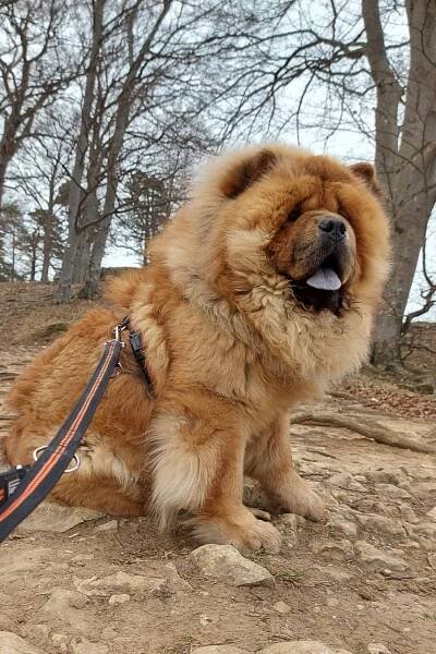Chow-Chow Kennel vom Sittardsberg - FCI, VDH, ACC e.V. - Duisburg, Germany