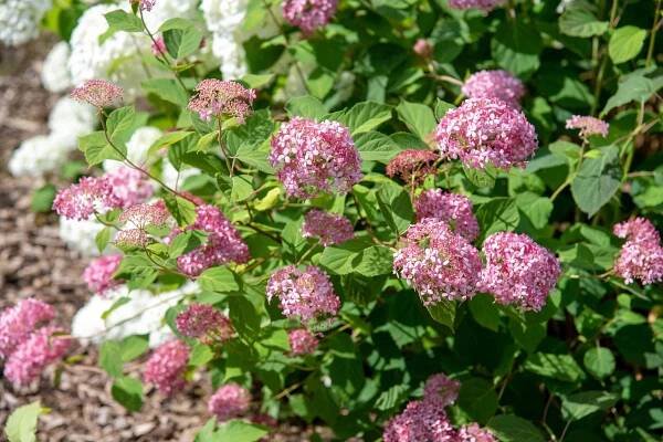 Hydrangeas Need Extra Care in the Winter—4 Tips Gardeners Follow to Keep Them Alive