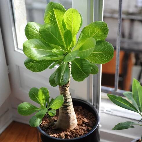 Hawaiipalme - Bakker