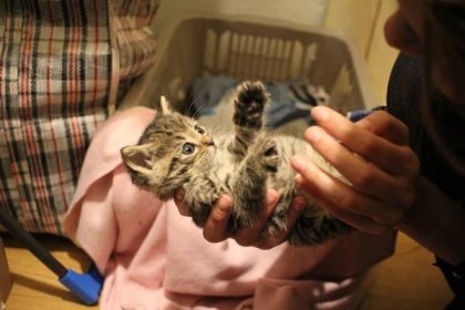 Žofí – vyhladovělé koťátko - Handipet Rescue