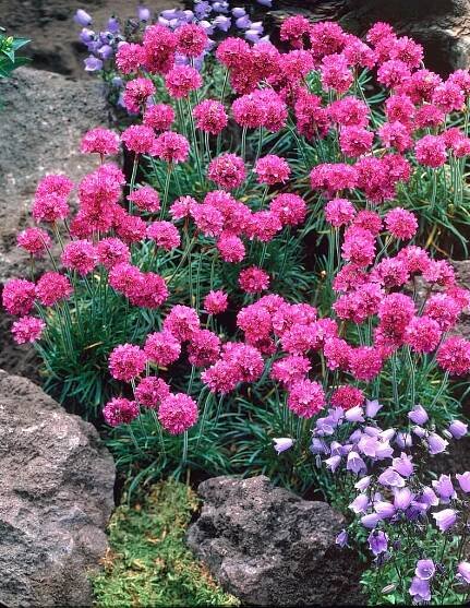 Armeria maritima