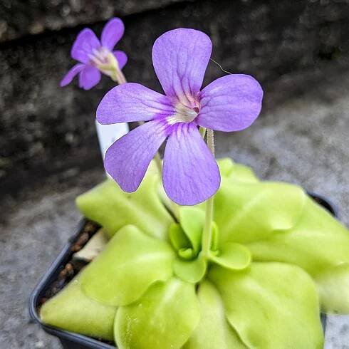 Pinguicula Tina – Tödliche Fallen