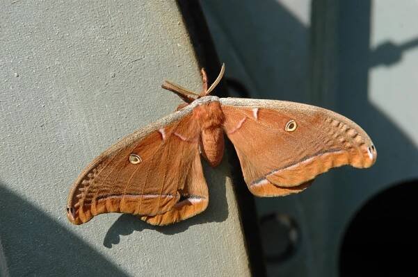 Antheraea