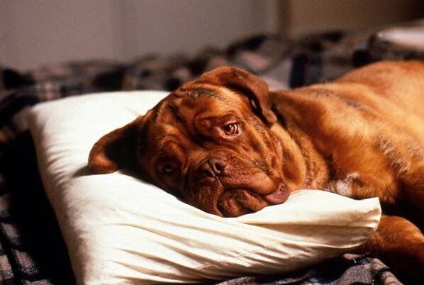 Turner a Hooch - Z filmu