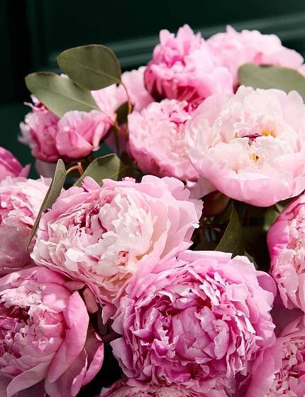 British Pink Peony Bouquet with Prosecco & Belgian Chocolates