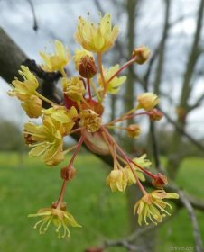 Javor mléč Reitenbachii - větévka s květy (Acer platanoides), květy, květenství