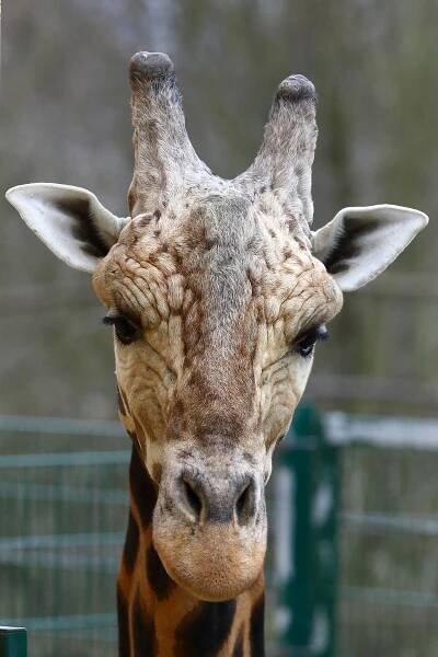Melman z Madagaskaru to není. Nová žirafa v Zoo Ostrava ale dělá radost i tak