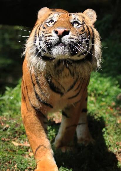 Sumatran tiger