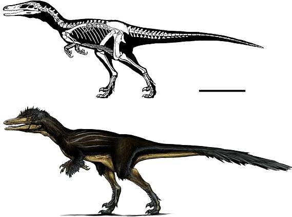 Fig. 21. Life reconstruction of Austroraptor cabazai. Scale bar equals 1 m (drawing by R. Vera). 