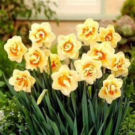 Double Flowered Narciss Flower Parade - velké balení! - 50 ks.