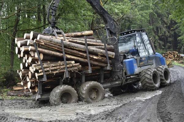 Lesy ČR plánují v letech 2025 až 2029 zisk v souhrnné výši 11,33 miliardy Kč