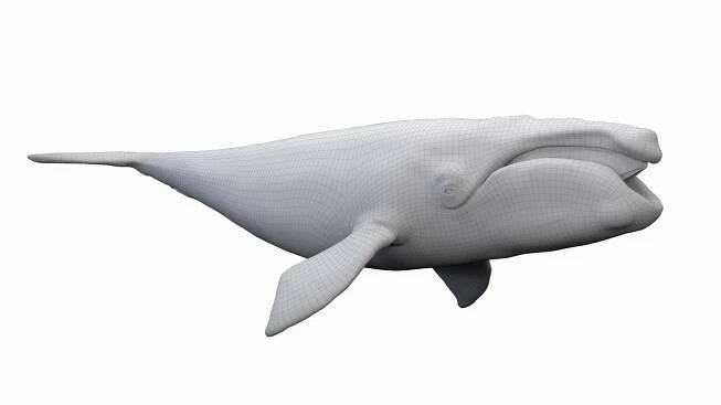 3D Marine Collection https://p.turbosquid.com/ts-thumb/Bz/o6dex1/iq/right_whale_wire0000/jpg/1721590075/1920x1080/fit_q87/011110d1a53c2403ca4822bdda0fadcb9c1c85f0/right_whale_wire0000.jpg