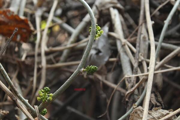 Tinospora cordifolia – eFlora of India