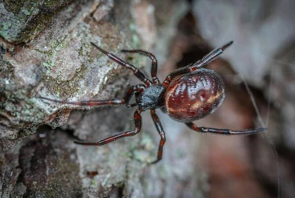 bezplatná Základová fotografie zdarma na téma @ venku, anatomie pavouka, arachnofobie Základová fotografie