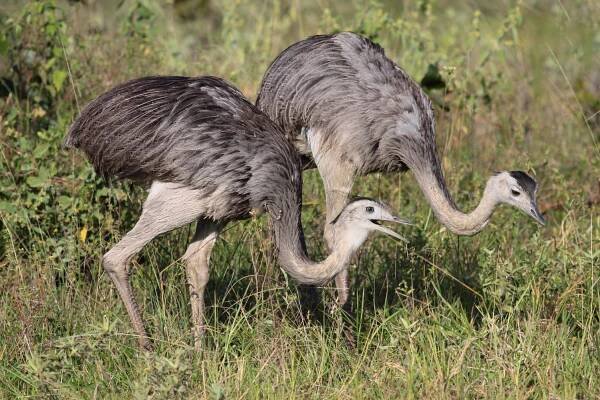 Greater Rhea - Rhea americana - Birds of the World