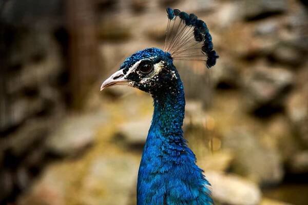ZOO Plasy: Cesta kolem světa » evillina.com