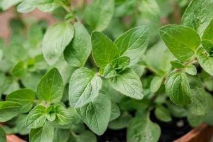 Learn How to Grow and Use Oregano in Your Favorite Food