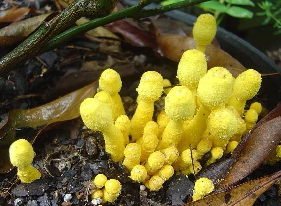 Leucocoprinus birnbaumii: charakteristika, stanoviště, toxicita a kontrola