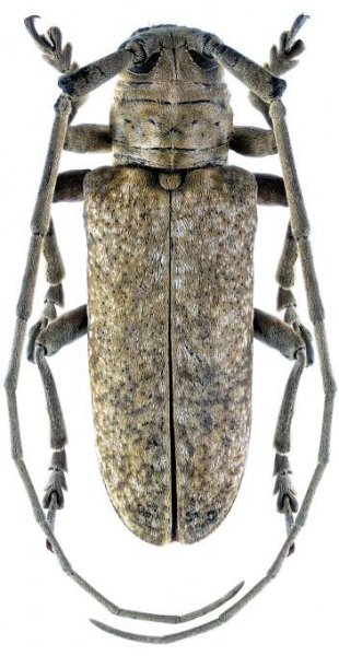 Prosopocera unicolor