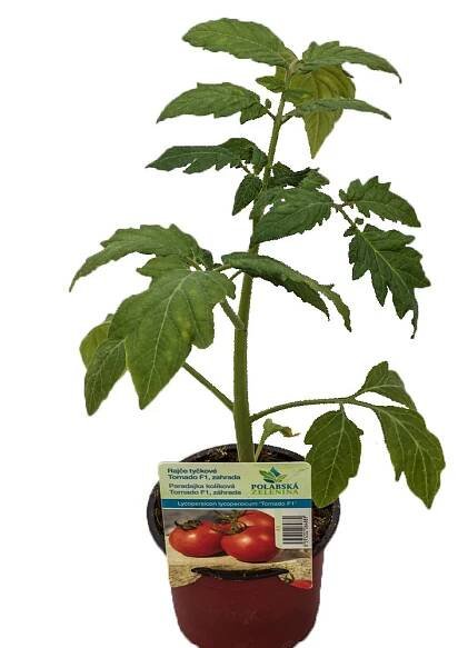 MONTANO Rajče tyčkové (Lycopersicon lycopersicum) "Tornado F1" pr. cca 9 cm