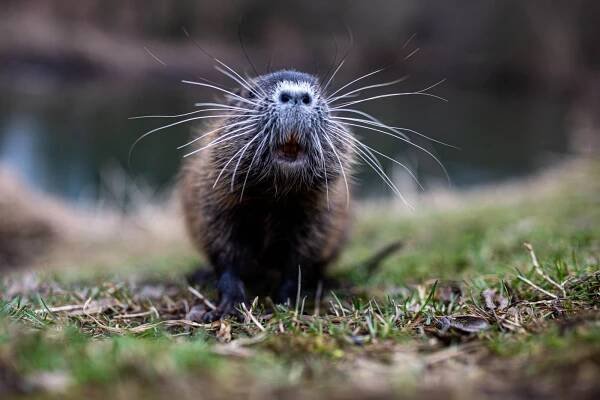 FOTO: Nutrie u Metuje. Tváří se roztomile, ale škodí člověku i přírodě