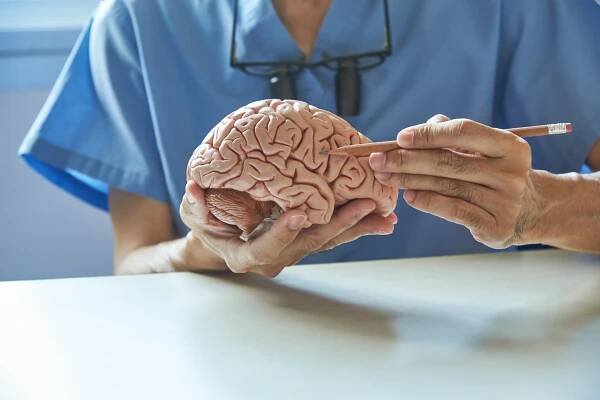 Doctor using pencil to demonstrate anatomy of artificial human brain model in medical office.