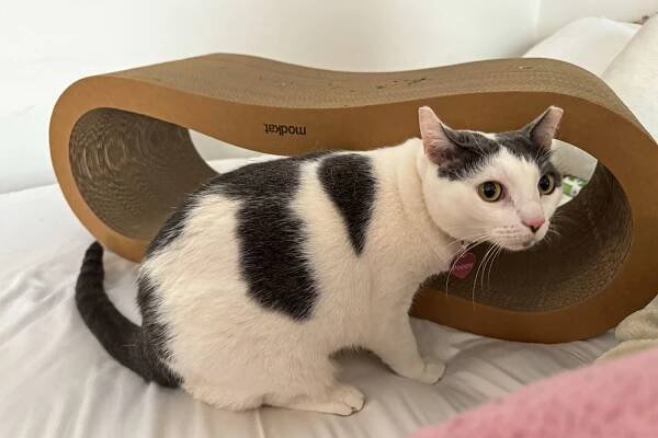 A cat sits next to the Modkat Cat Scratcher Lounge Set