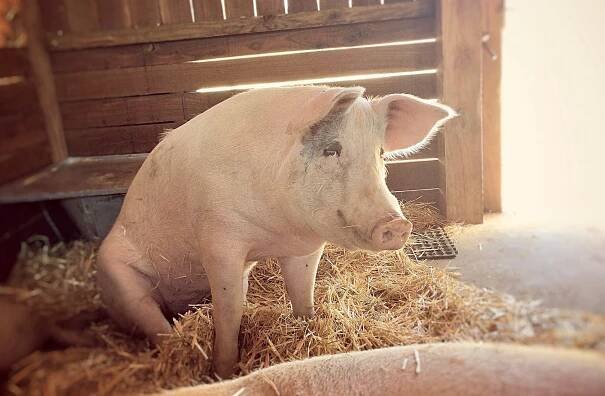 Pigcasso