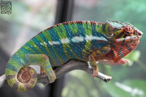 Manjaka x Parasy | Panther Chameleon
