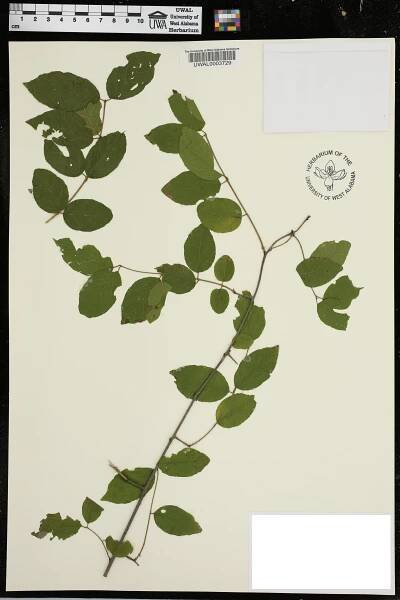 Sageretia minutiflora - Species Page - APA: Alabama Plant Atlas 