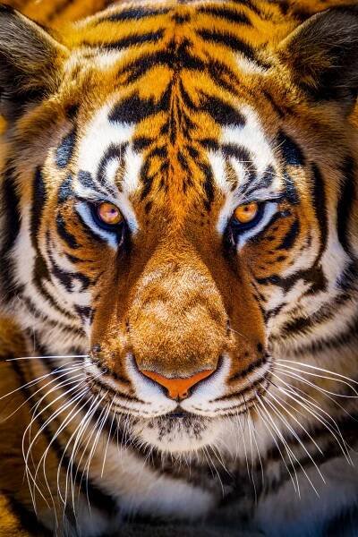 The Tiger Landing - Scott James Photography