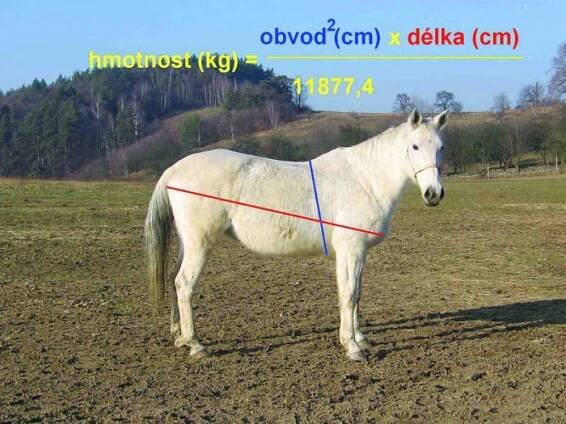 Koňský domácí lékař 25: Kůň hubne