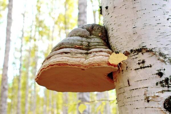 Youngova bříza (24 fotografií): visící plačící bříza v krajinářství, popis Betula pendula Youngii, příklady v krajinářství
