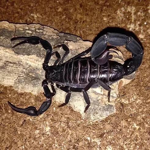 Grosphus grandidieri (Madagascar Black Scorpion)
