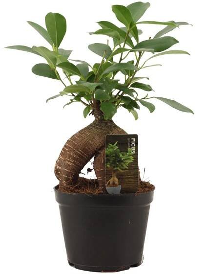 Ficus Ginseng Retusa - Kvety VICTOR